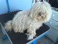 Puli vagy bichon?